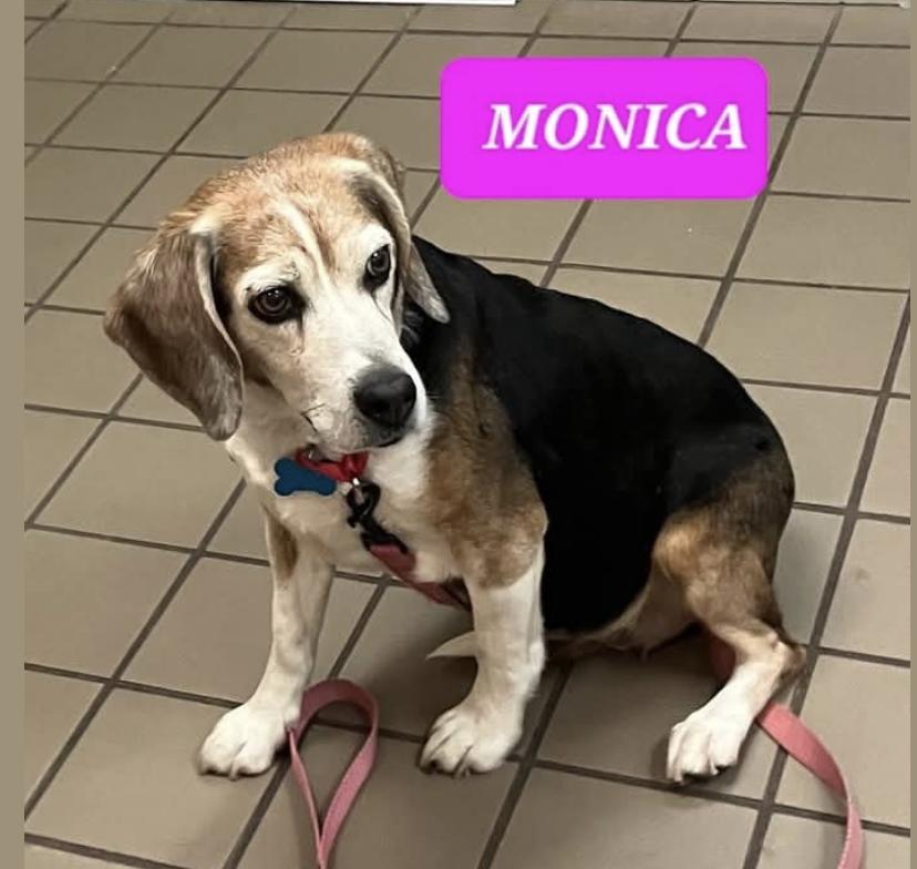 Monica