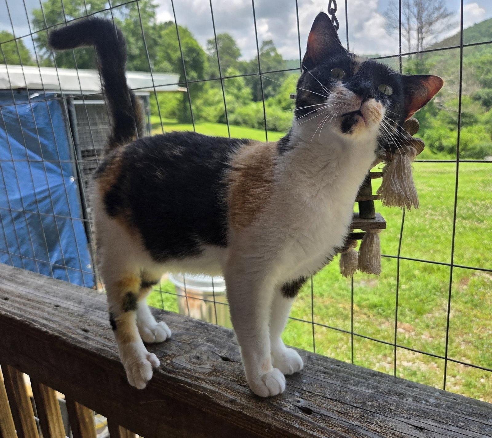 Willow, Adoptable, Adult Female Domestic Short Hair & Calico.