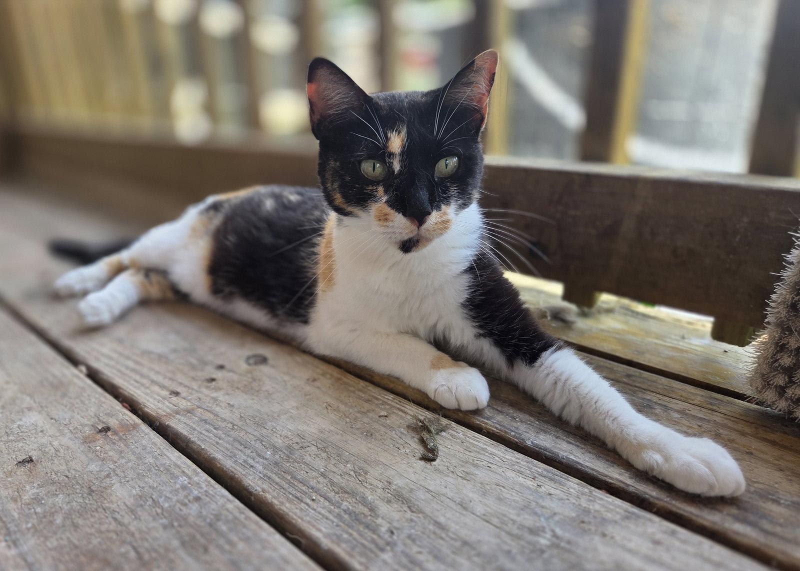 Enlarge Willow, a Adoptable mixed breed in Attalla, AL image 2/3
