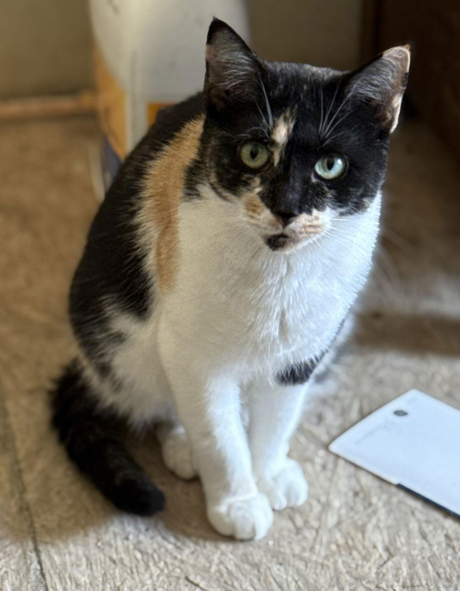 Enlarge Willow, a Adoptable mixed breed in Attalla, AL image 3/3