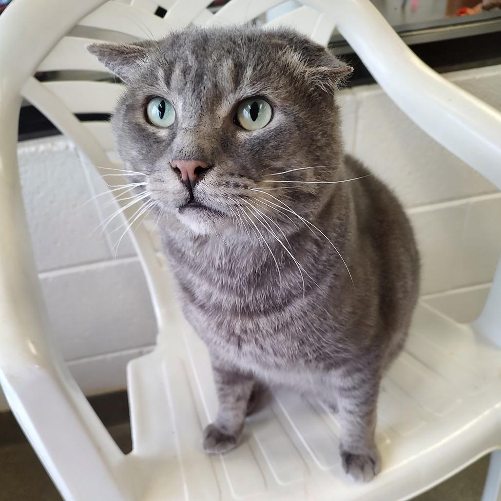 Greyson, Adoptable, Adult Male Domestic Short Hair.