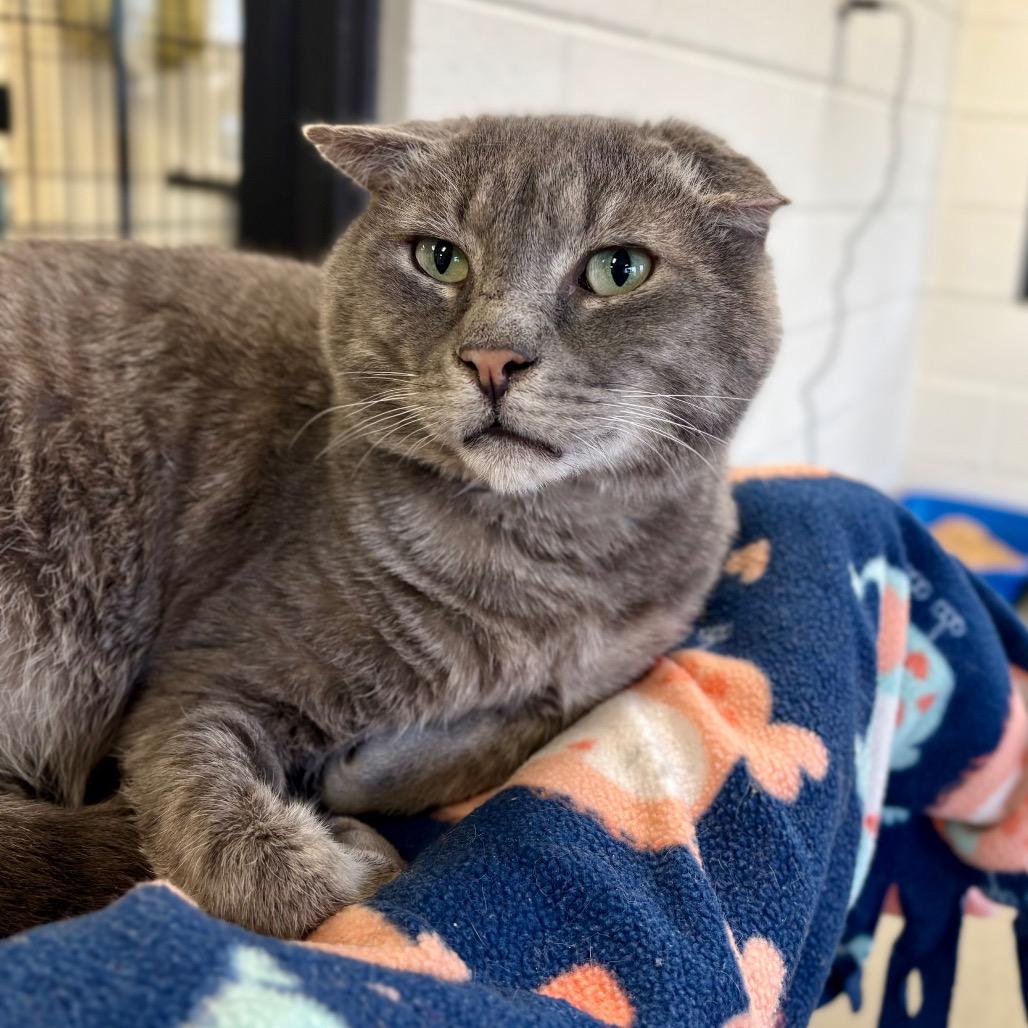 Enlarge Greyson, a Adoptable Domestic Short Hair in Rocky Mount, VA image 2/4