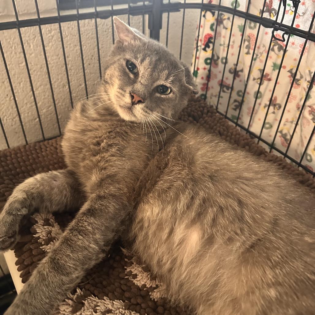 Enlarge Greyson, a Adoptable Domestic Short Hair in Rocky Mount, VA image 3/3