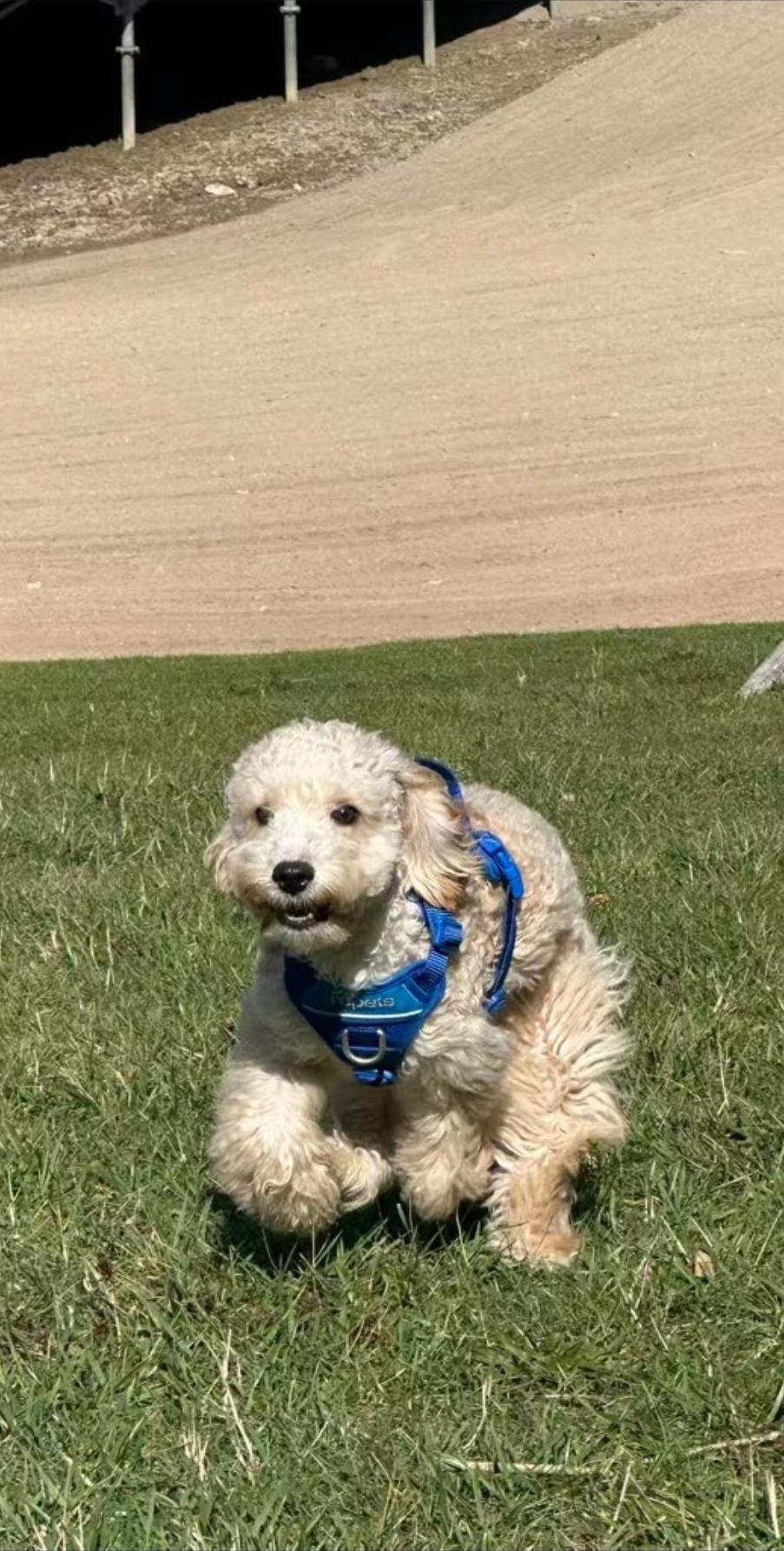Frankie, an adopted Cockapoo in Toronto, ON image 6/6