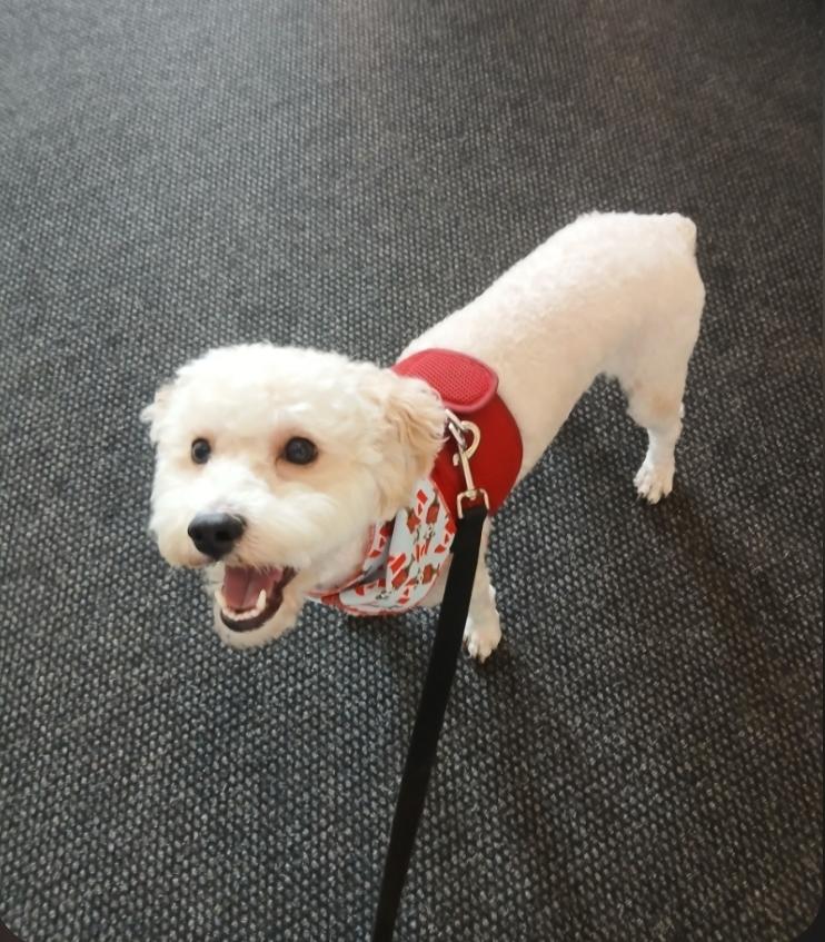 Frankie, an adopted Cockapoo in Toronto, ON image 2/6
