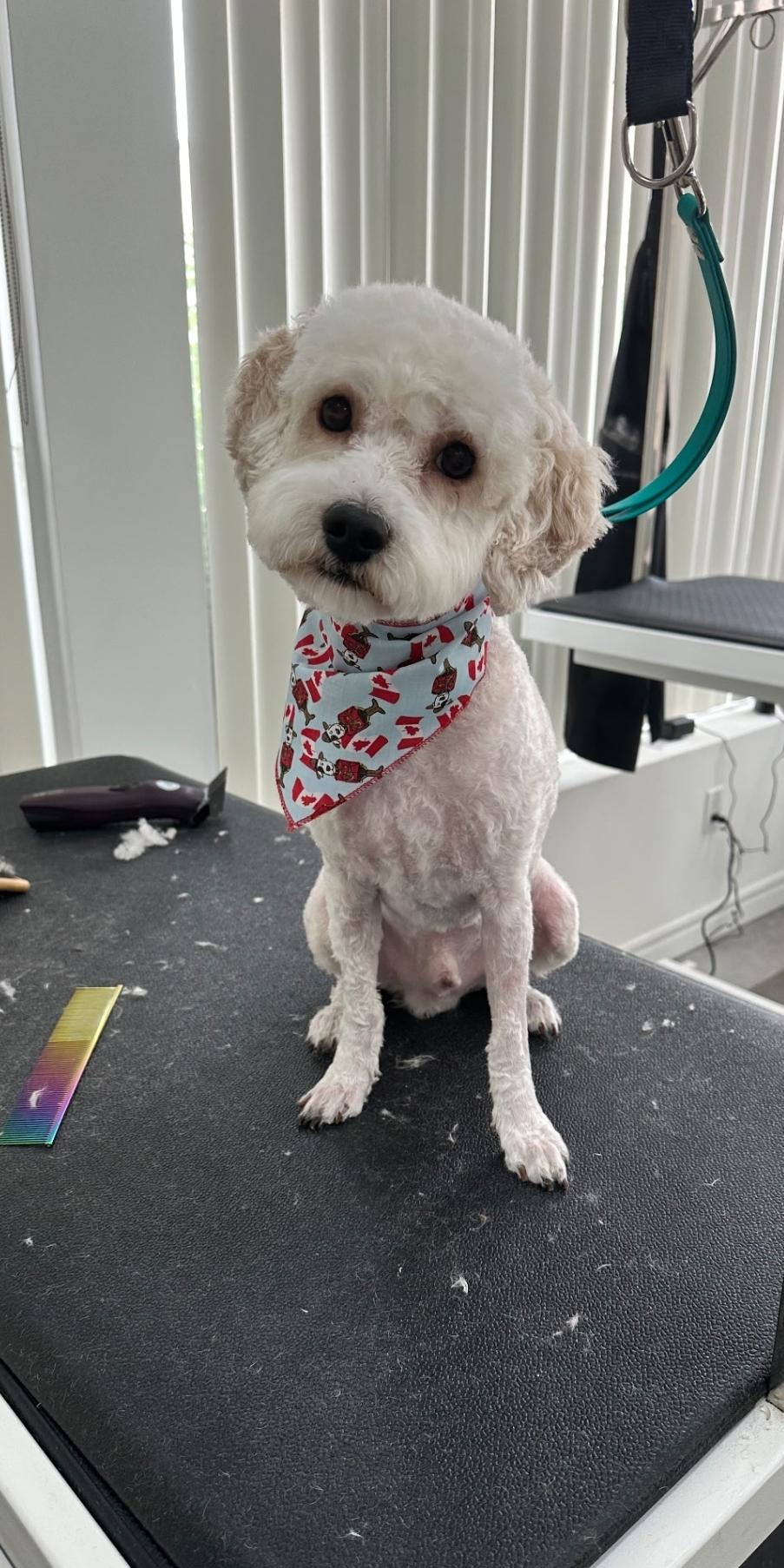 Frankie, an adopted Cockapoo in Toronto, ON image 5/6