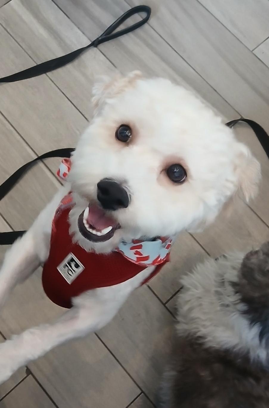 Frankie, an adopted Cockapoo in Toronto, ON image 1/6