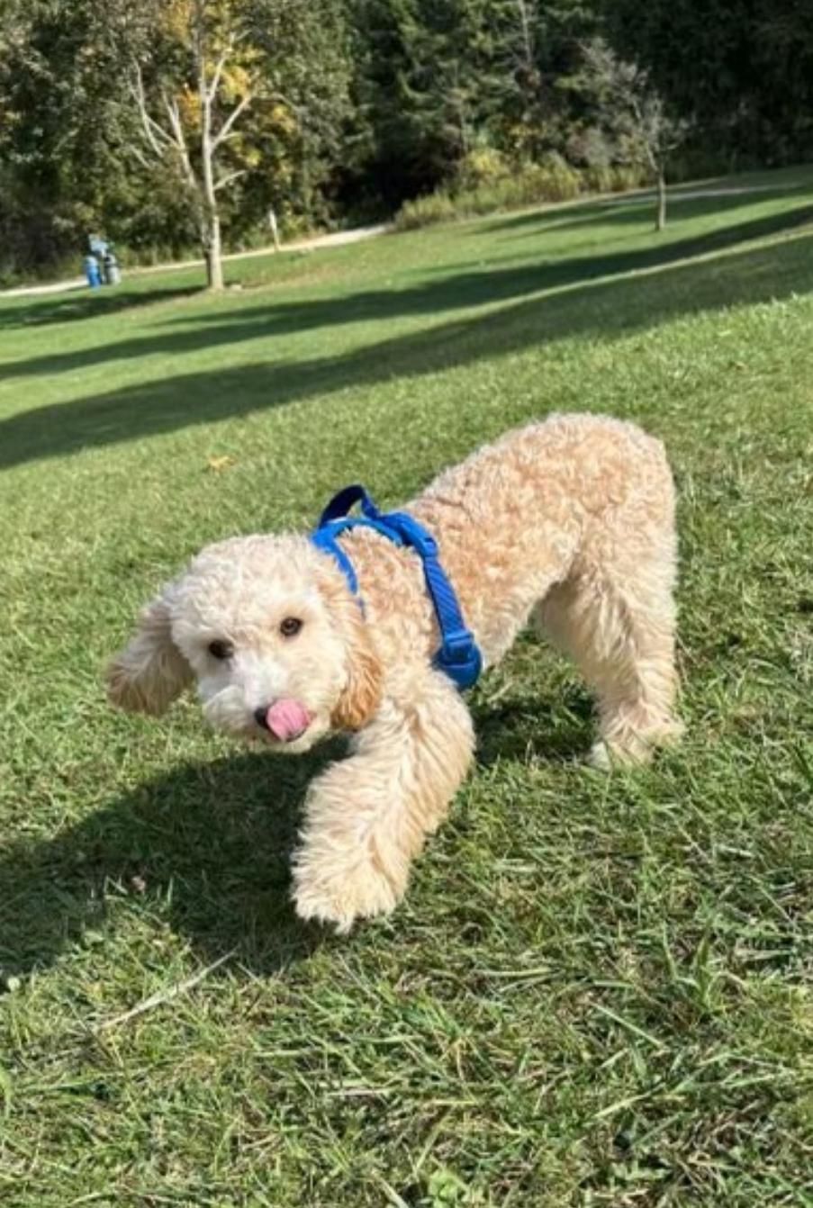 Frankie, an adopted Cockapoo in Toronto, ON image 3/6