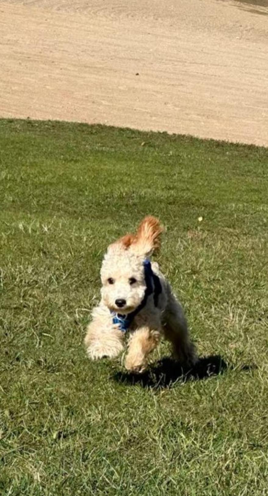 Frankie, an adopted Cockapoo in Toronto, ON image 4/6