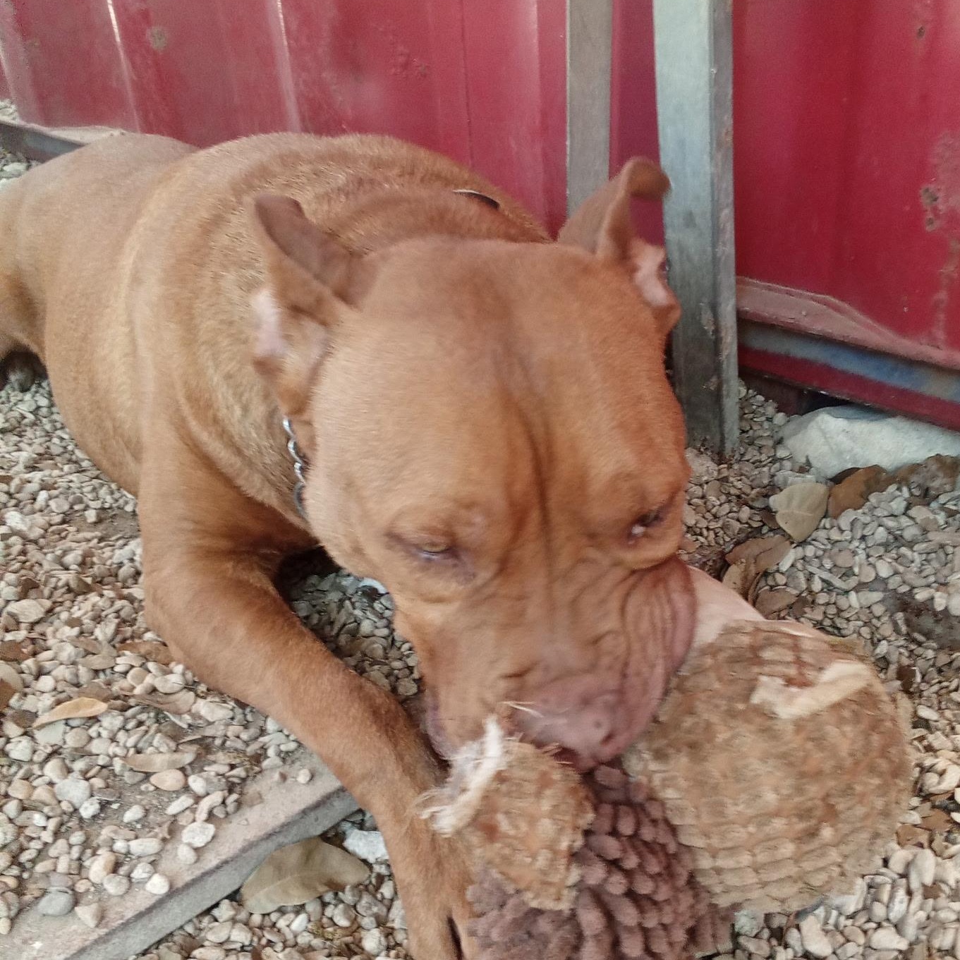 RED ACE, an adoptable Pit Bull Terrier in Farmington, UT, 84025 | Photo Image 3