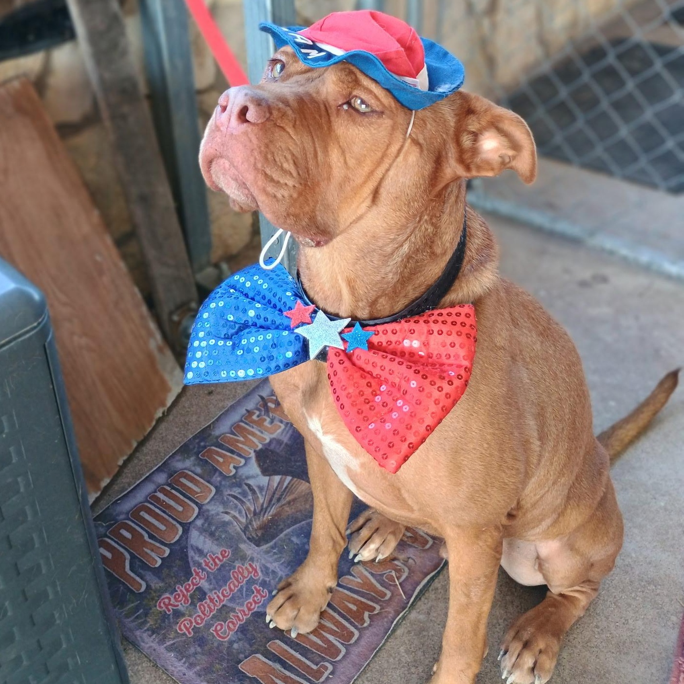 RED ACE, an adoptable Pit Bull Terrier in Farmington, UT, 84025 | Photo Image 2