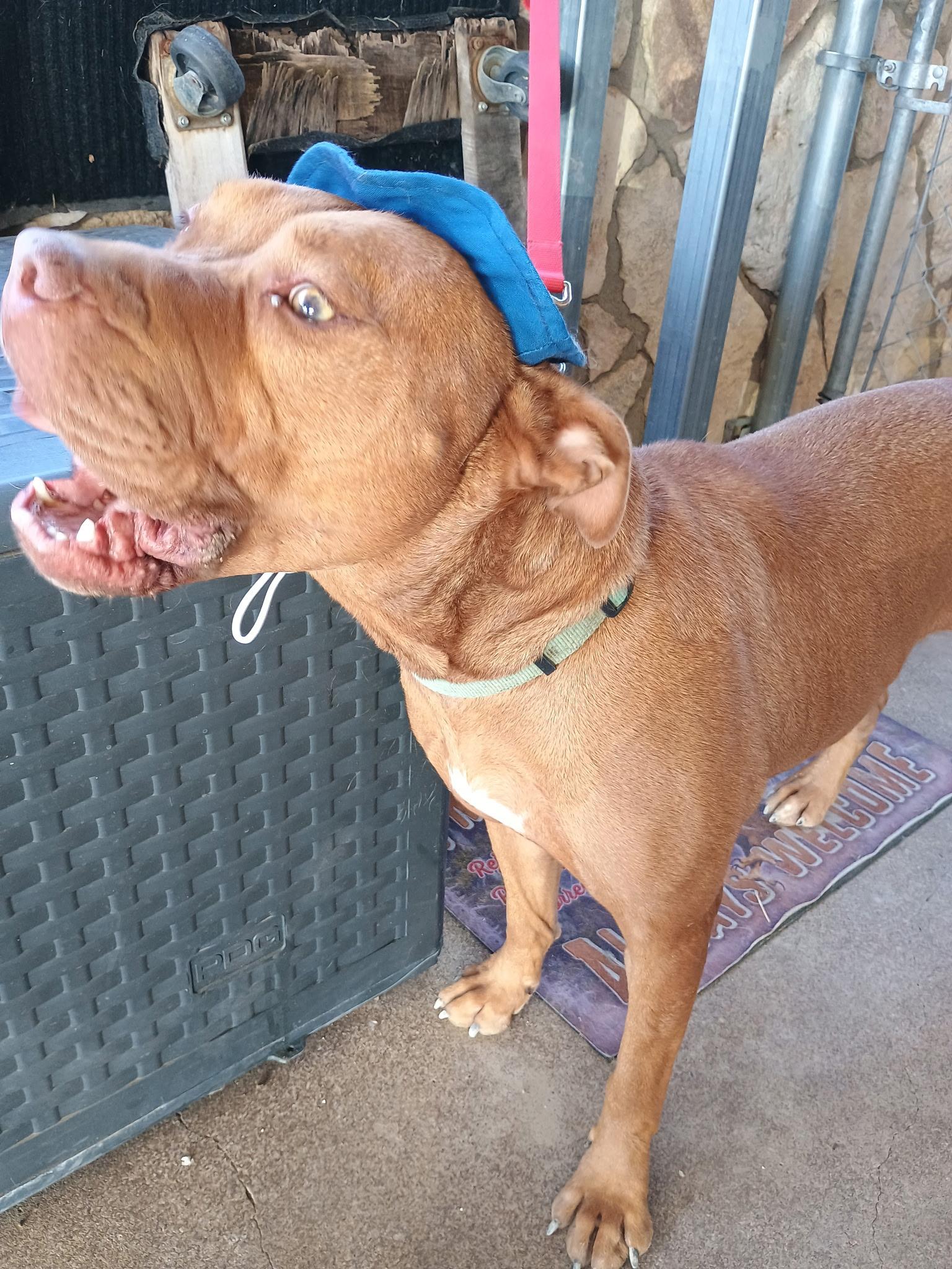 RED ACE, an adoptable Pit Bull Terrier in Farmington, UT, 84025 | Photo Image 4