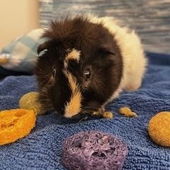 Kenji (neutered), ADOPTABLE, Young Male Guinea Pig.