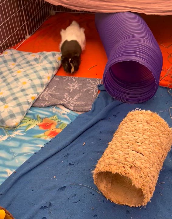 Enlarge Kenji (neutered), a ADOPTABLE Guinea Pig in Oakland, CA video 3/5