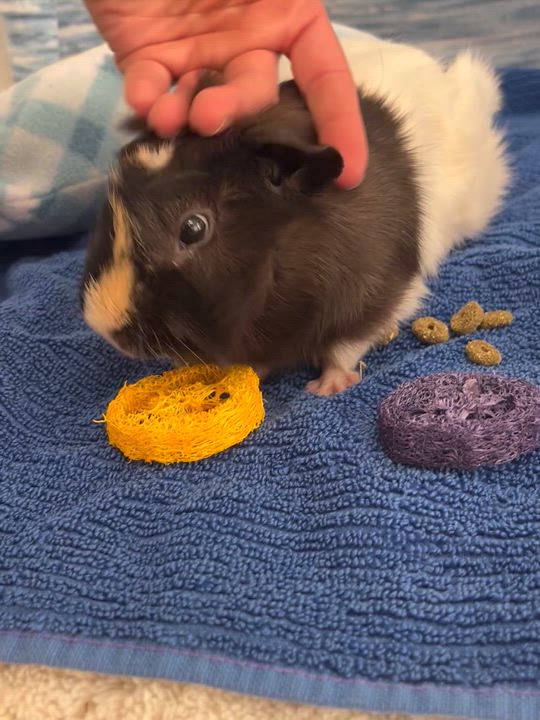 Enlarge Kenji (neutered), a ADOPTABLE Guinea Pig in Oakland, CA video 4/5