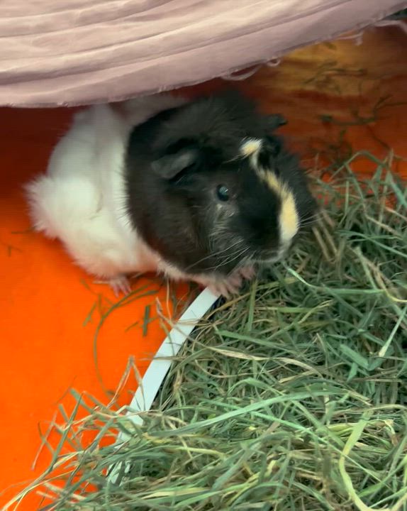 Enlarge Kenji (neutered), a ADOPTABLE Guinea Pig in Oakland, CA video 2/5