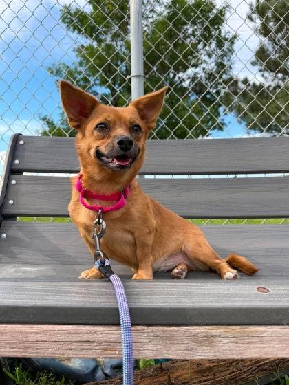 Chilada, Adoptable, Adult Female Chihuahua & Mixed Breed.