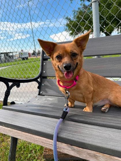 Enlarge Chilada, a Adoptable mixed breed in Scottsbluff, NE image 2/3