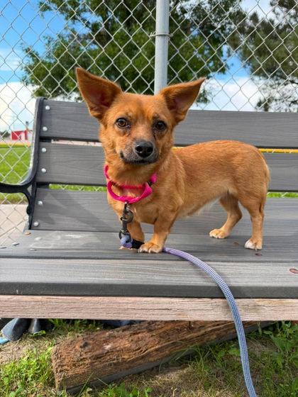 Enlarge Chilada, a Adoptable mixed breed in Scottsbluff, NE image 3/3