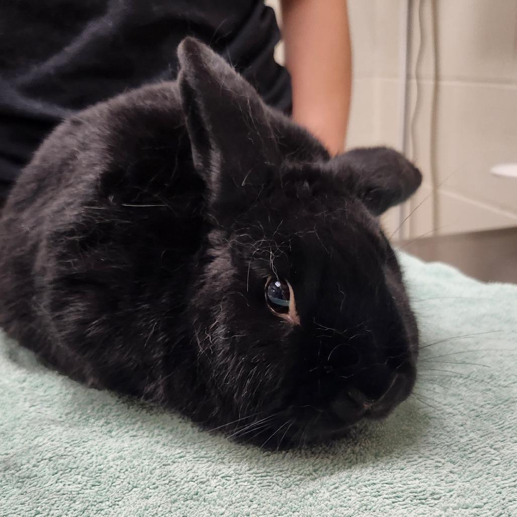 Enlarge Mr. Hoopin Floofer, a Adoptable American in Murray, UT image 1/1