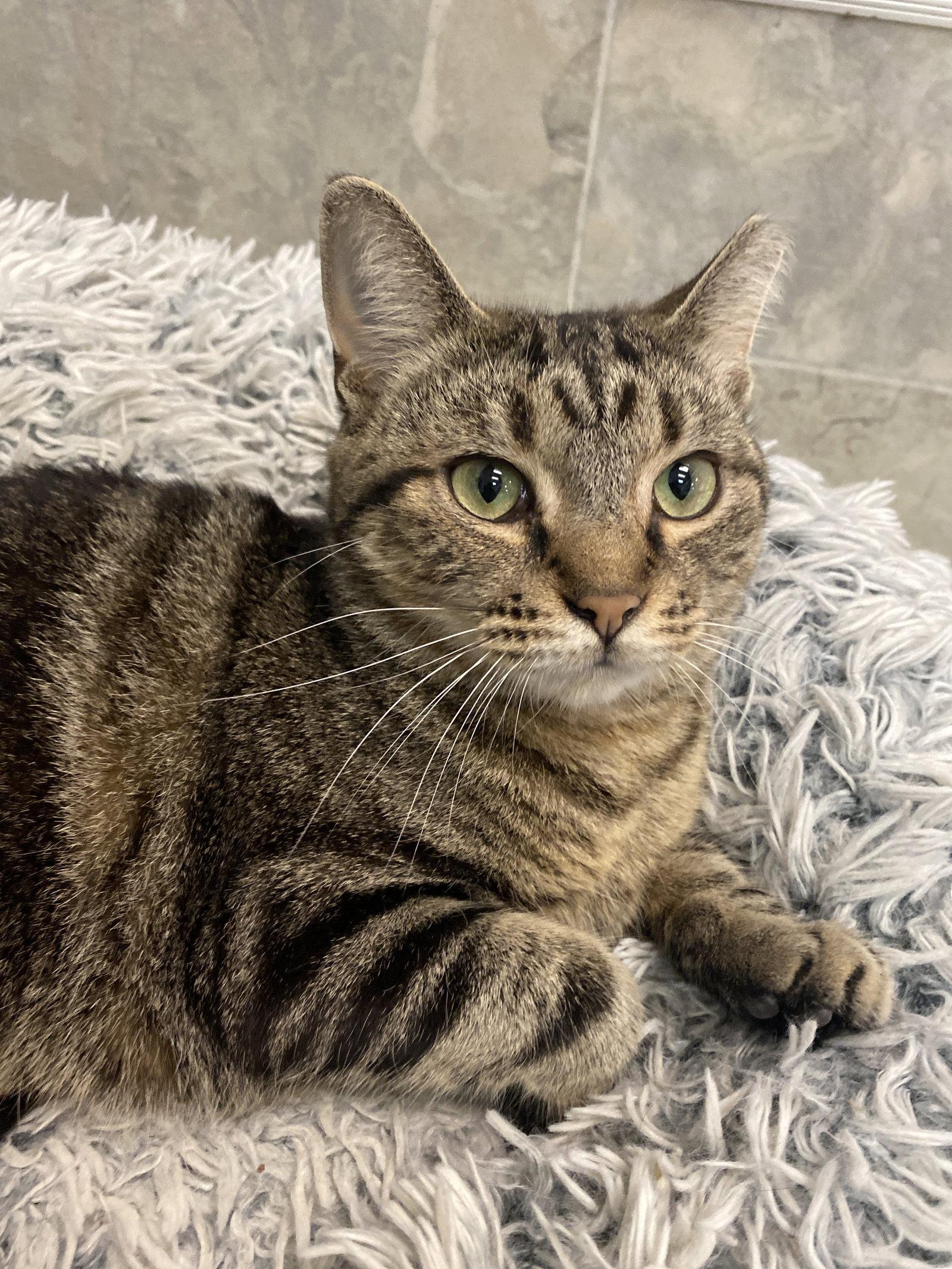 Desiree, Adopted, Adult Female Domestic Short Hair & Tabby.