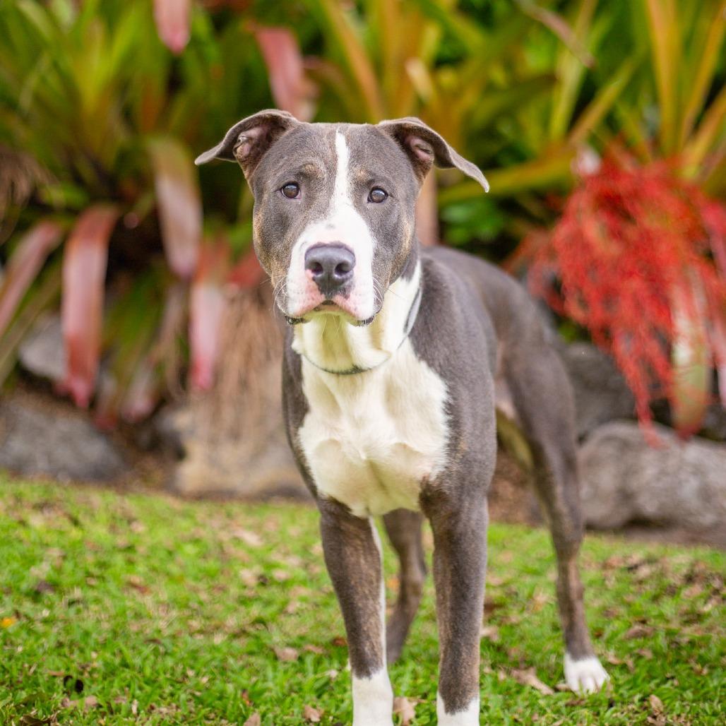 Enlarge Juice Box, a Adoptable Mixed Breed in Kailua Kona, HI image 1/5