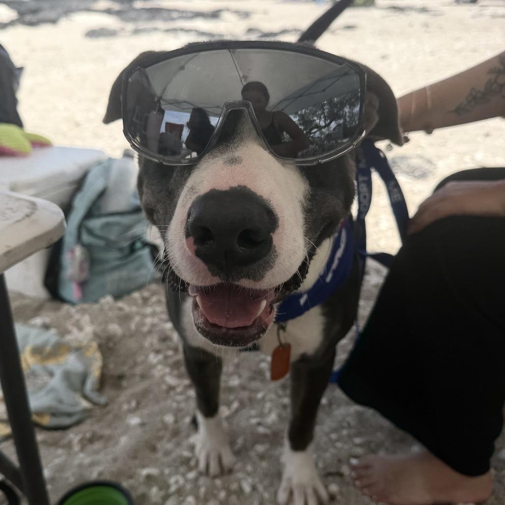 Enlarge Juice Box, a Adoptable Mixed Breed in Kailua Kona, HI image 2/5