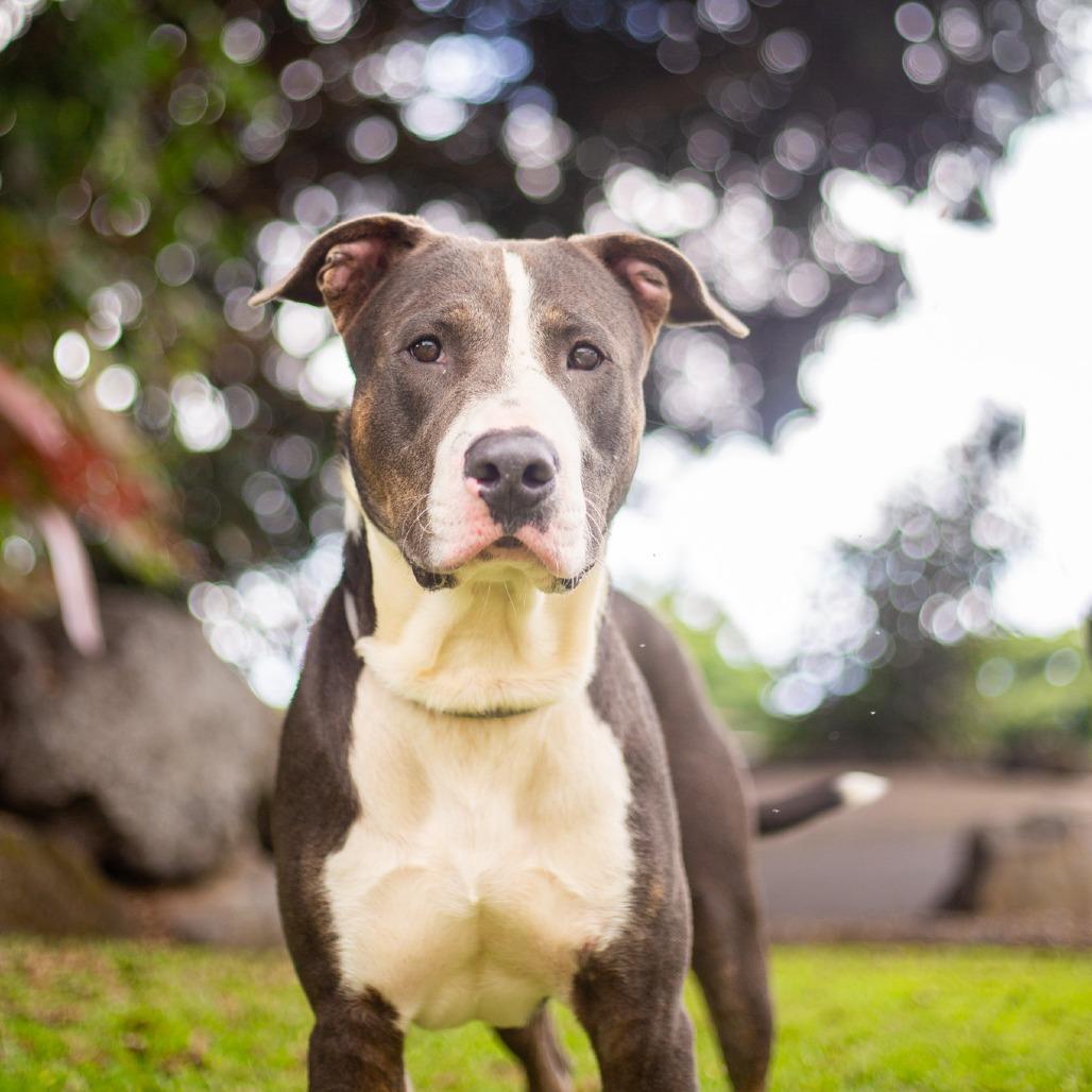 Enlarge Juice Box, a Adoptable Mixed Breed in Kailua Kona, HI image 3/5