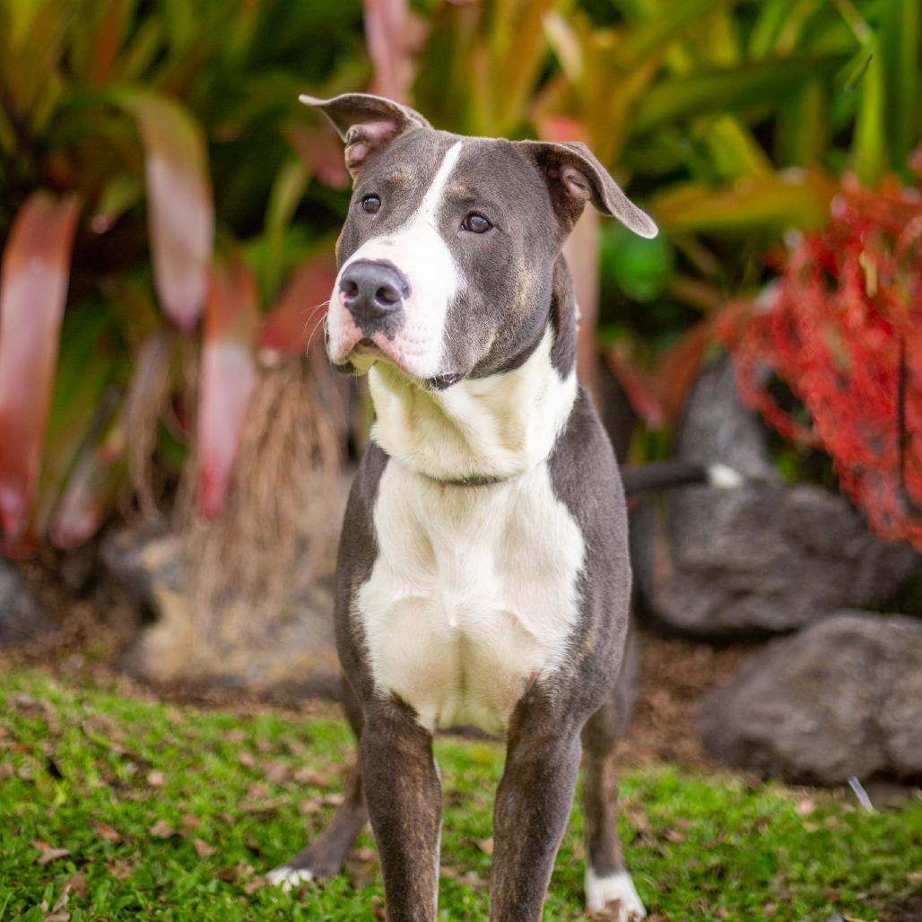 Enlarge Juice Box, a Adoptable Mixed Breed in Kailua Kona, HI image 4/5