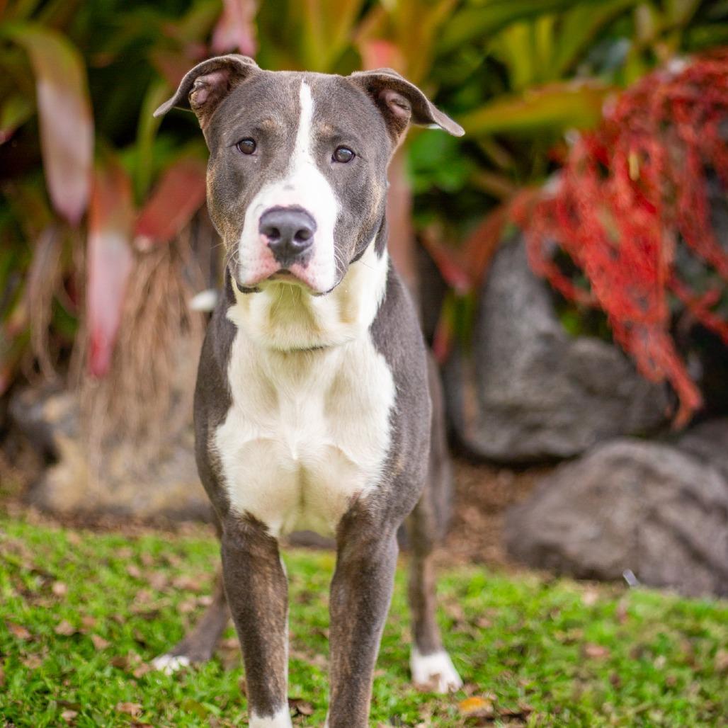 Enlarge Juice Box, a Adoptable Mixed Breed in Kailua Kona, HI image 5/5