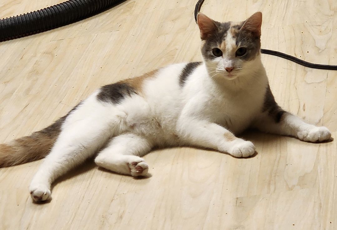 Enlarge Bridgette, a Adopted Dilute Calico in Huntley, IL image 1/5