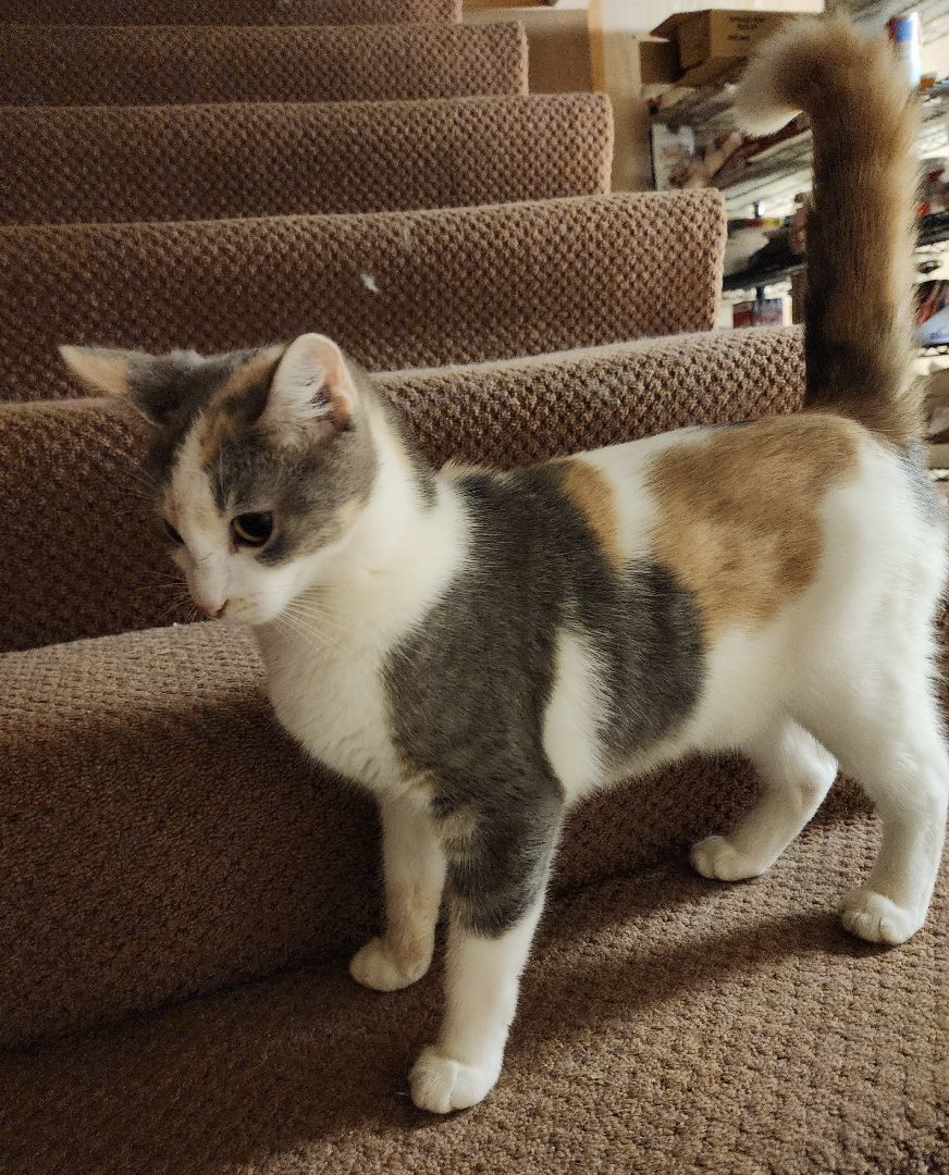Enlarge Bridgette, a Adopted Dilute Calico in Huntley, IL image 2/5
