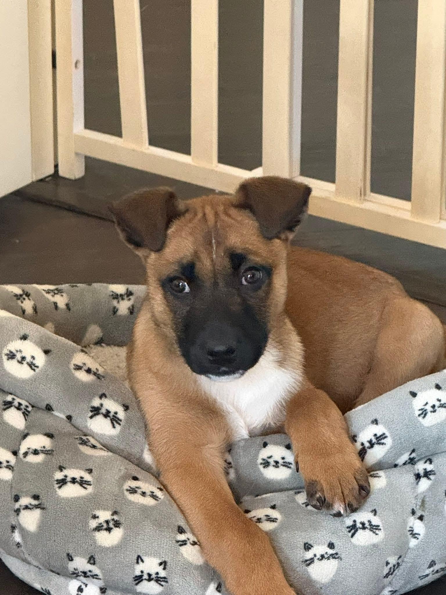 Enlarge Leo, a Adopted Mixed Breed in Fenton, MO image 2/2