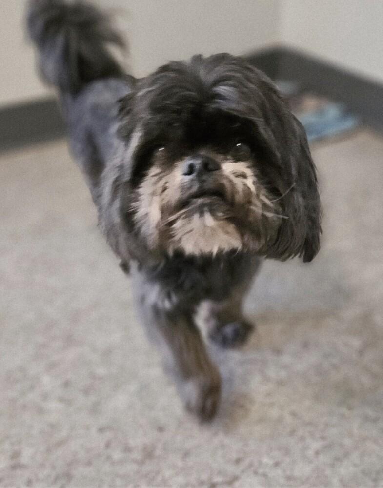 Enlarge Grizzy, a Adoptable Shih Tzu in Winter Garden, FL image 1/3