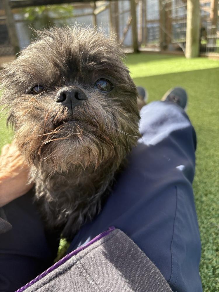 Enlarge Grizzy, a Adoptable Shih Tzu in Winter Garden, FL image 2/3