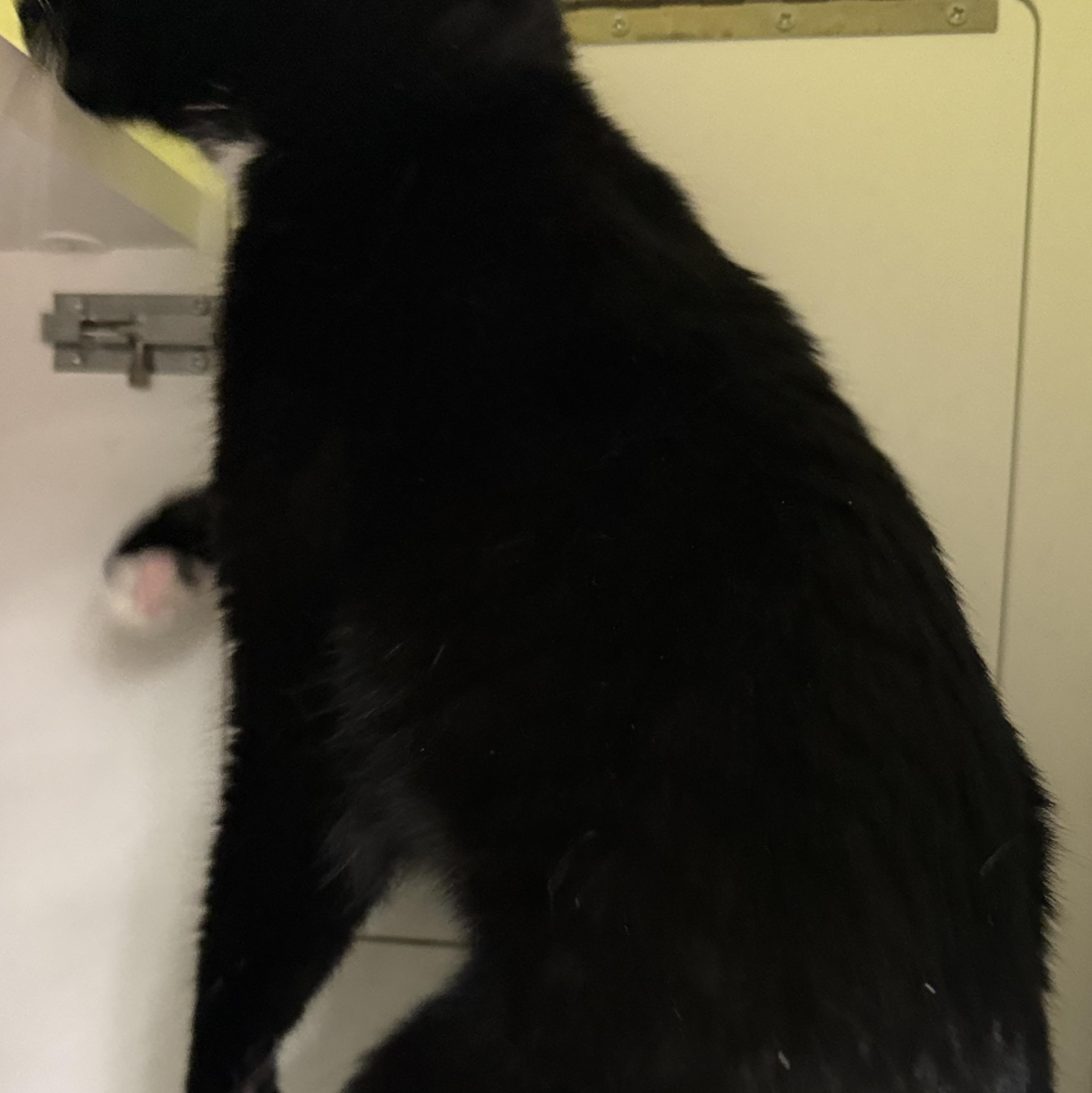 Enlarge Peyton, a ADOPTABLE mixed breed in Brentwood, CA image 5/5