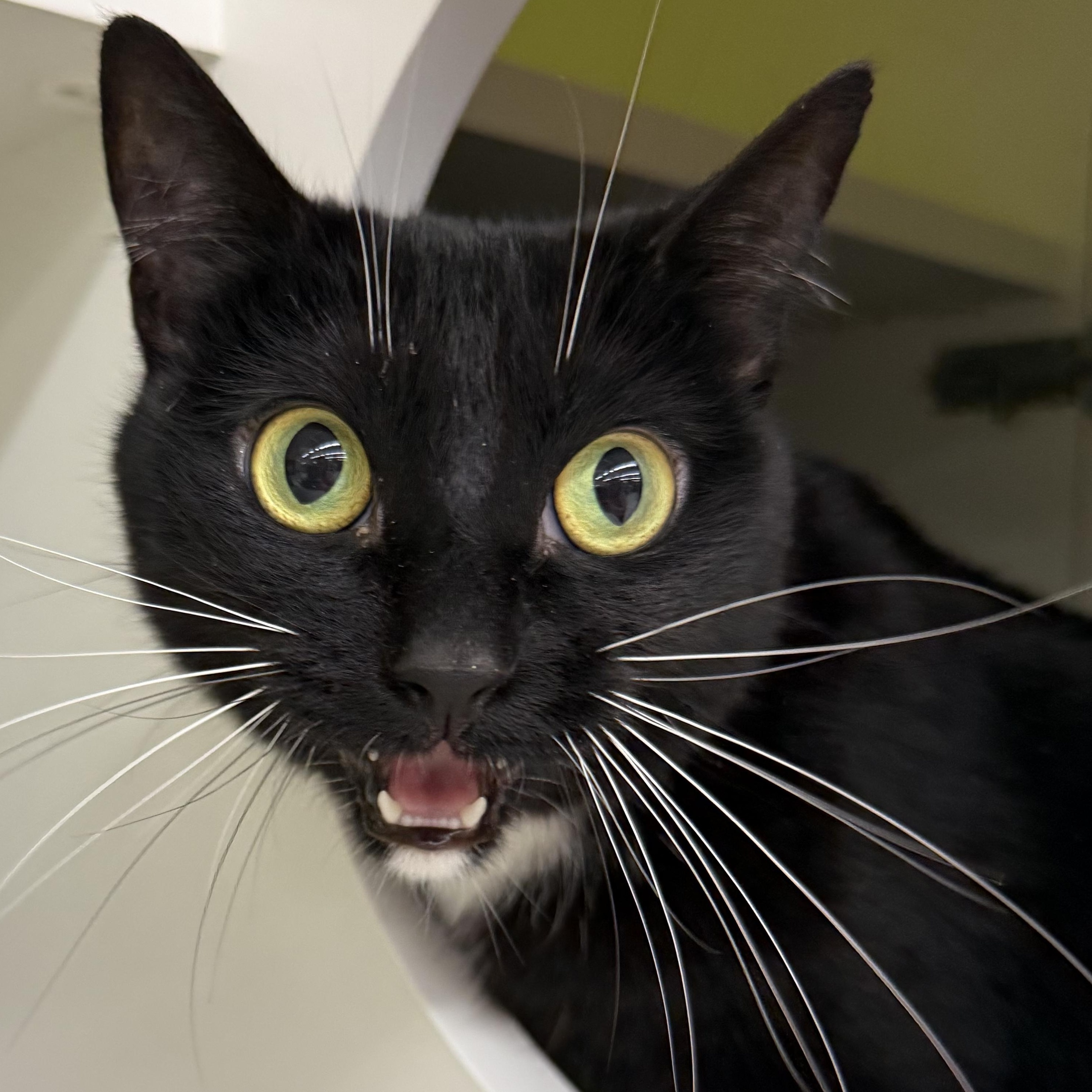 Enlarge Peyton, a ADOPTABLE mixed breed in Brentwood, CA image 2/5