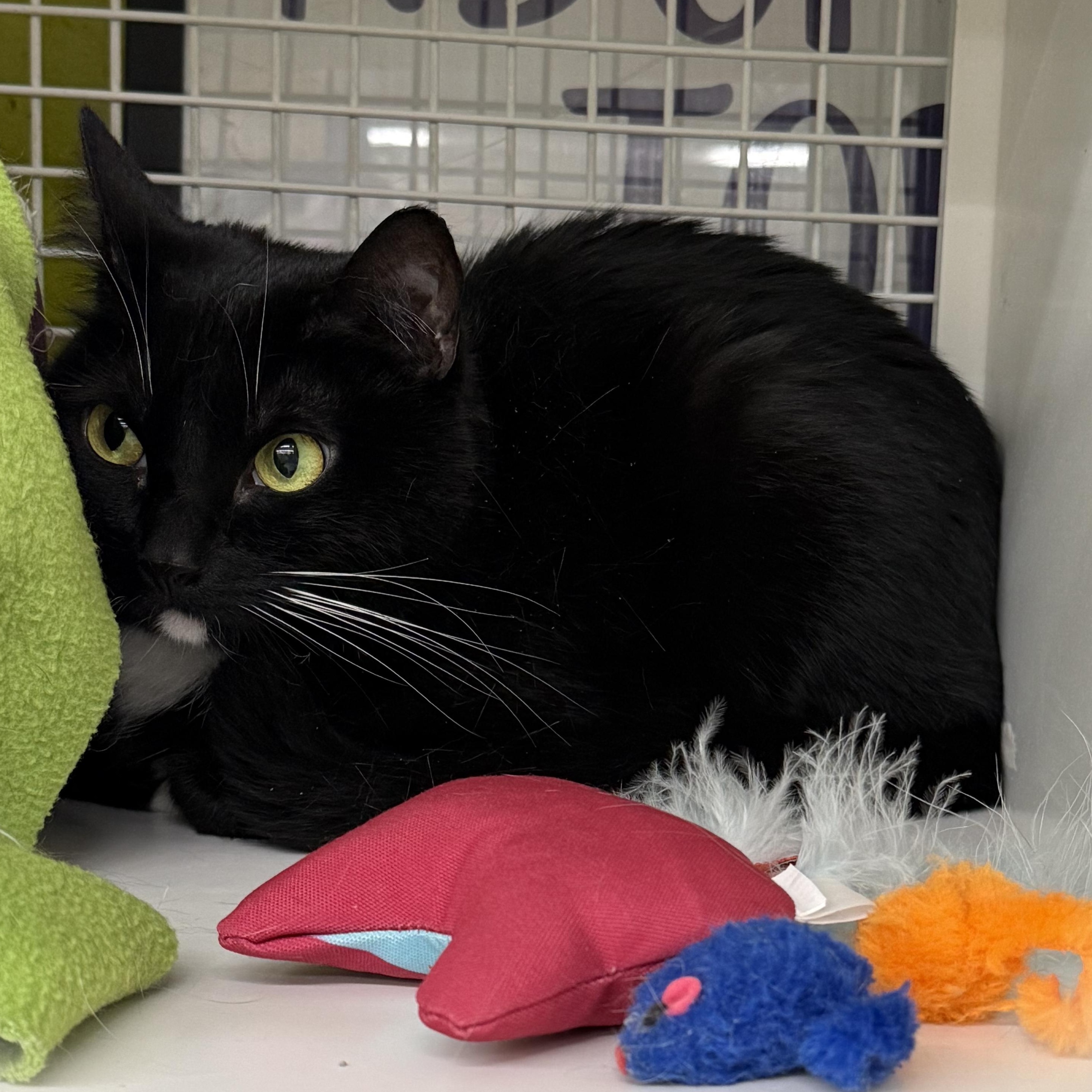 Enlarge Peyton, a ADOPTABLE mixed breed in Brentwood, CA image 1/5