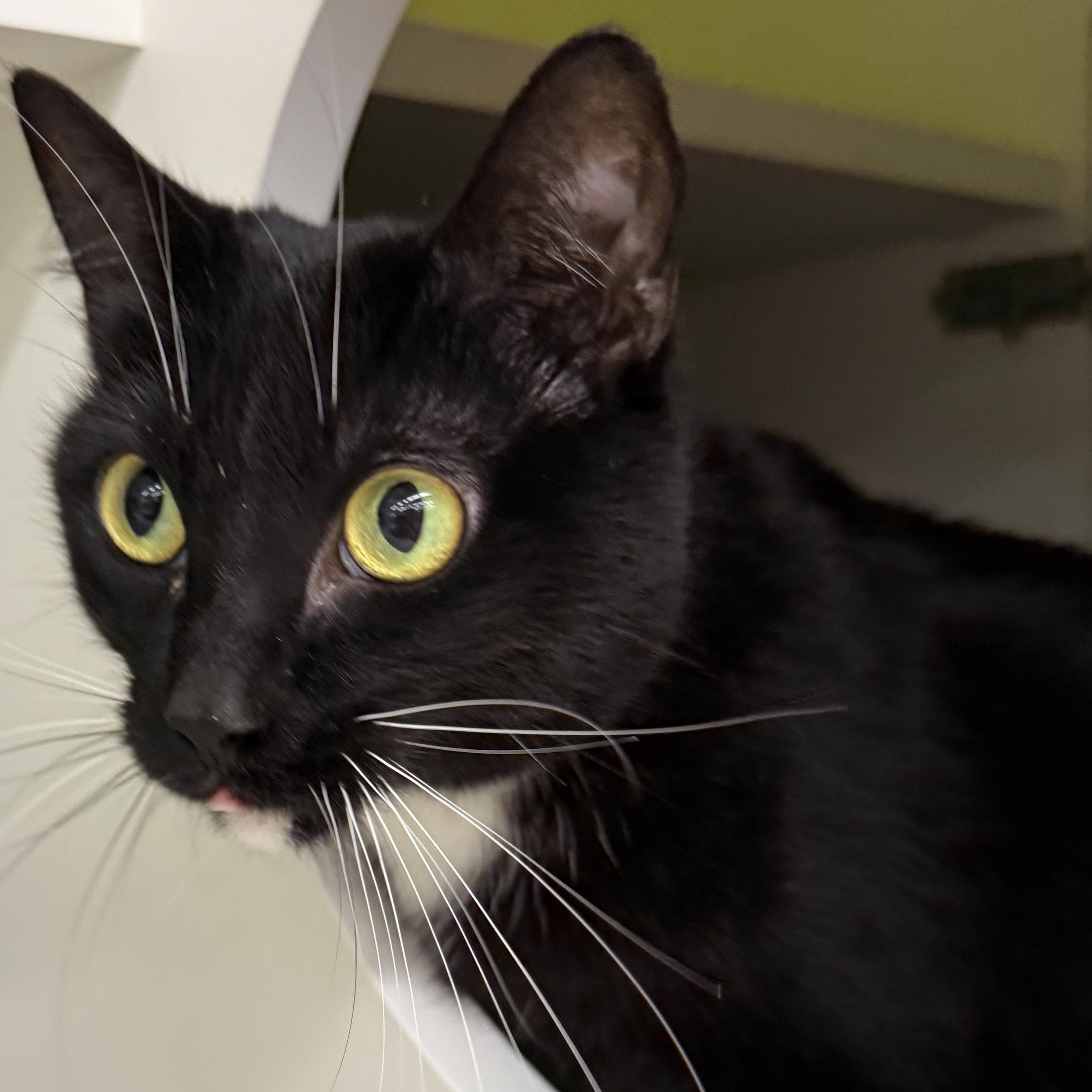 Enlarge Peyton, a ADOPTABLE mixed breed in Brentwood, CA image 3/5