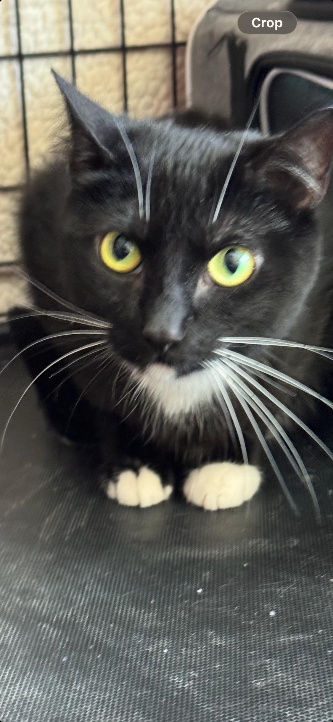 Enlarge Peyton, a ADOPTABLE mixed breed in Brentwood, CA image 4/5