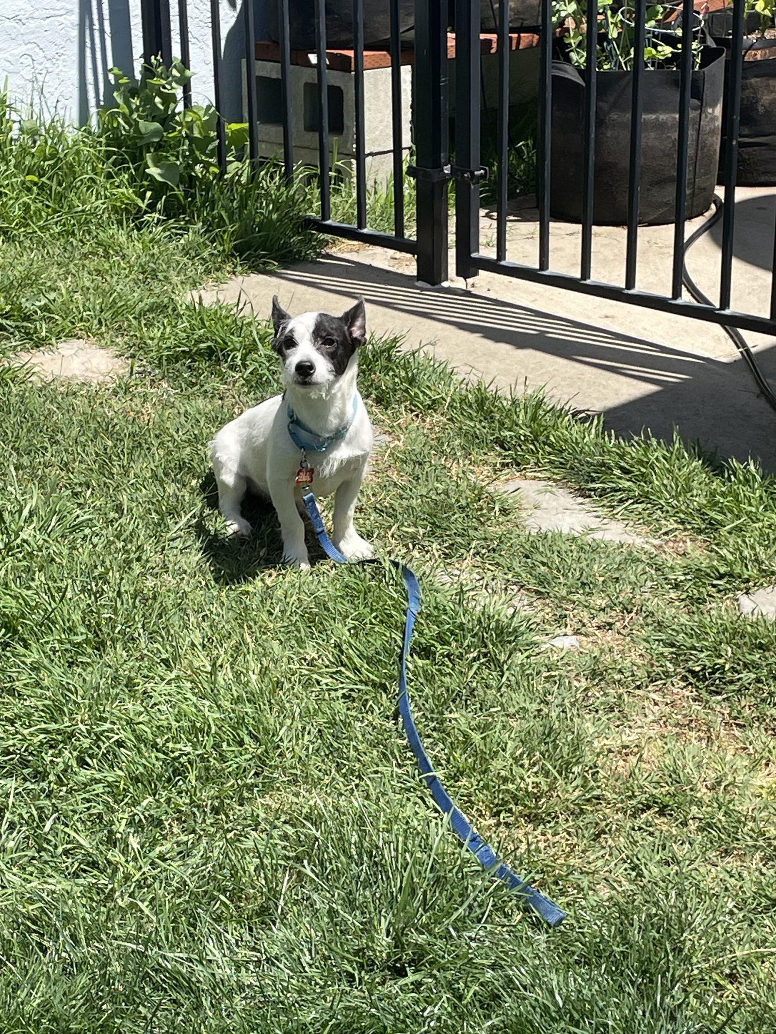 Enlarge Brody, a Adopted Terrier in Escondido, CA image 1/3