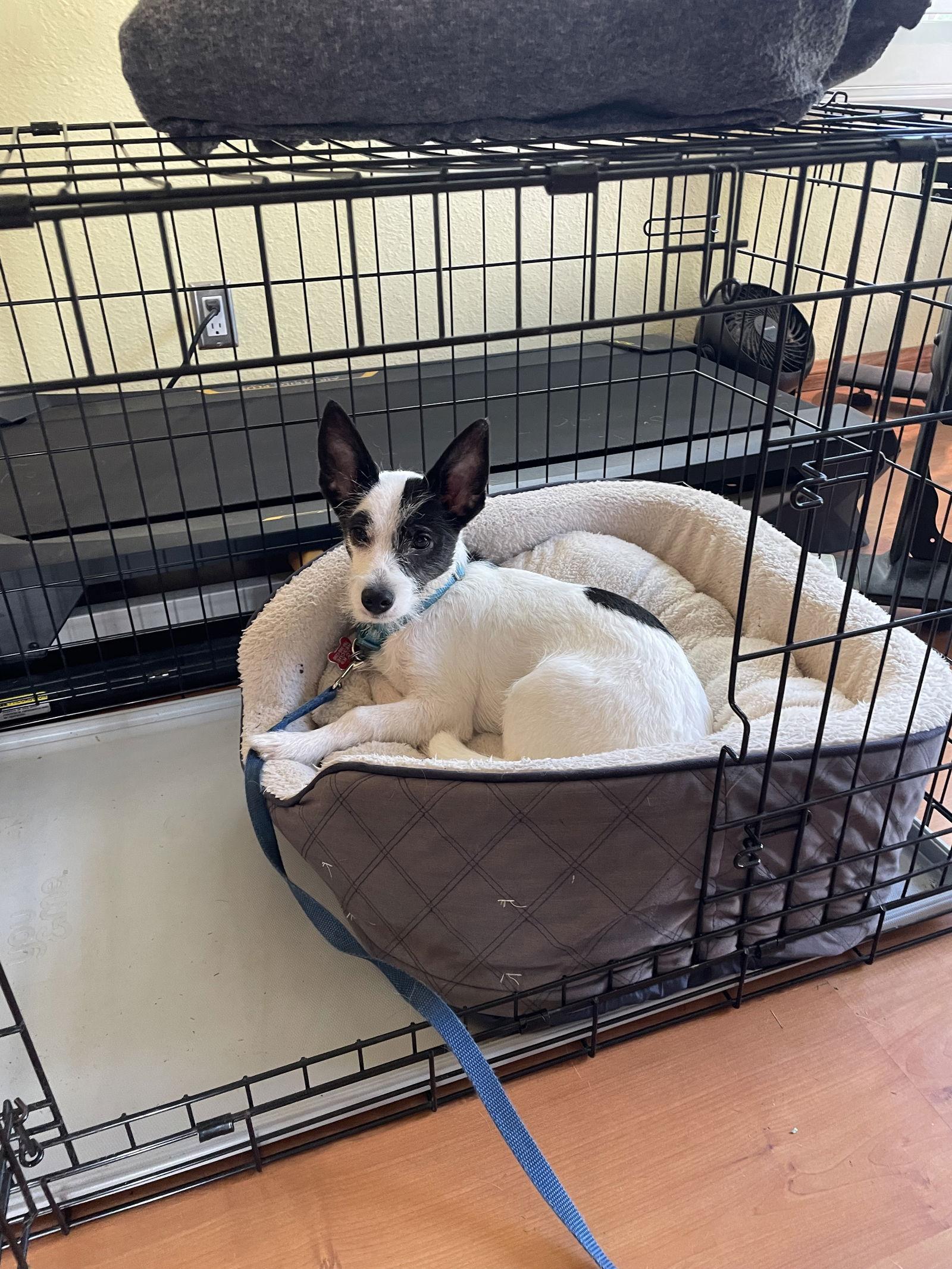 Enlarge Brody, a Adopted Terrier in Escondido, CA image 2/3