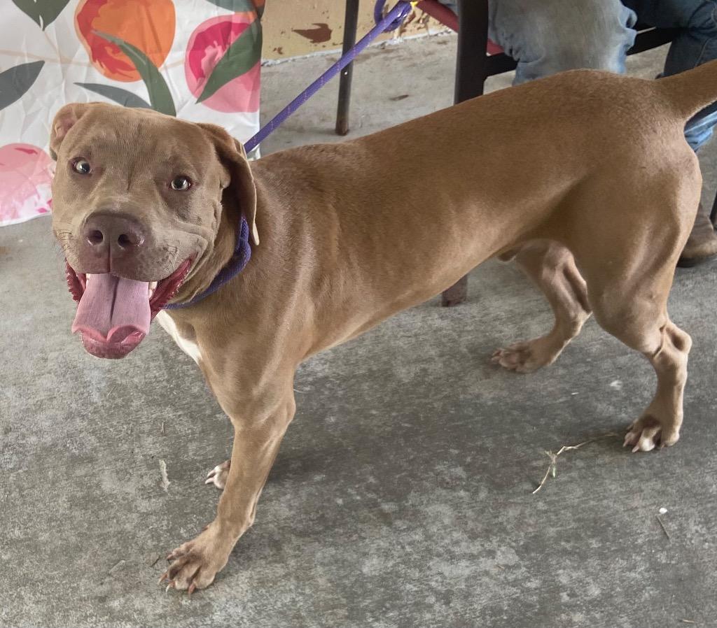 Enlarge Murphy, a Adoptable Pit Bull Terrier in Swainsboro, GA image 1/2