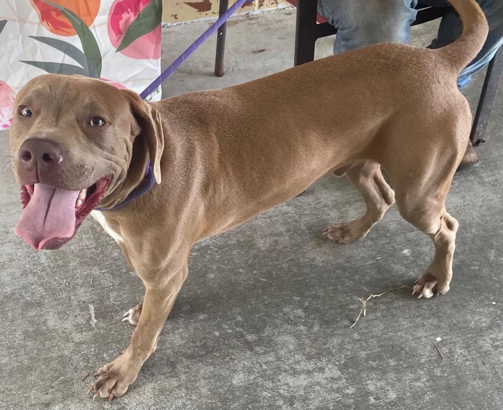 Enlarge Murphy, a Adoptable Pit Bull Terrier in Swainsboro, GA image 2/2
