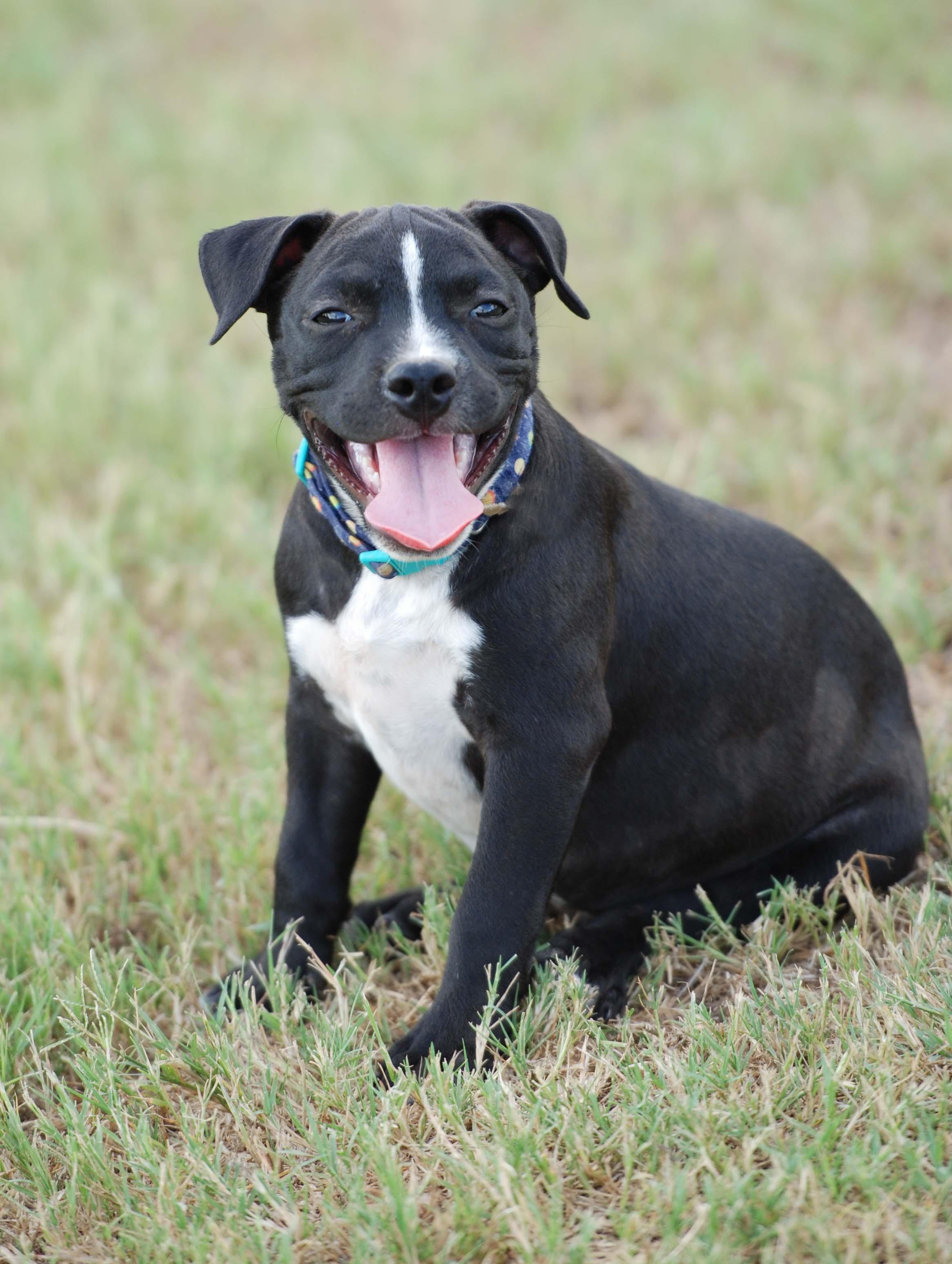 Enlarge Mousse, a Adoptable mixed breed in Madisonville, TX image 4/5