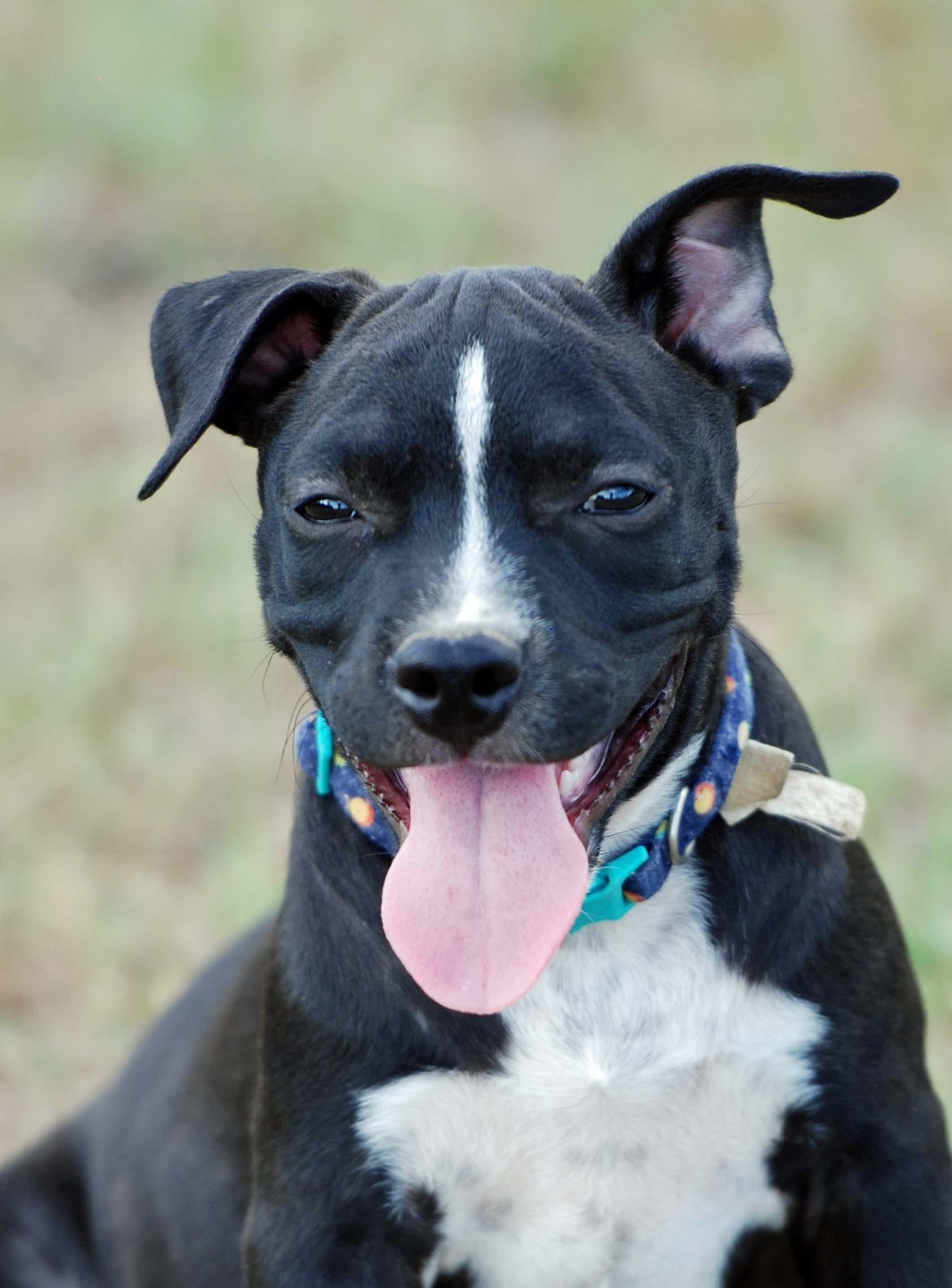 Enlarge Mousse, a Adoptable mixed breed in Madisonville, TX image 3/5