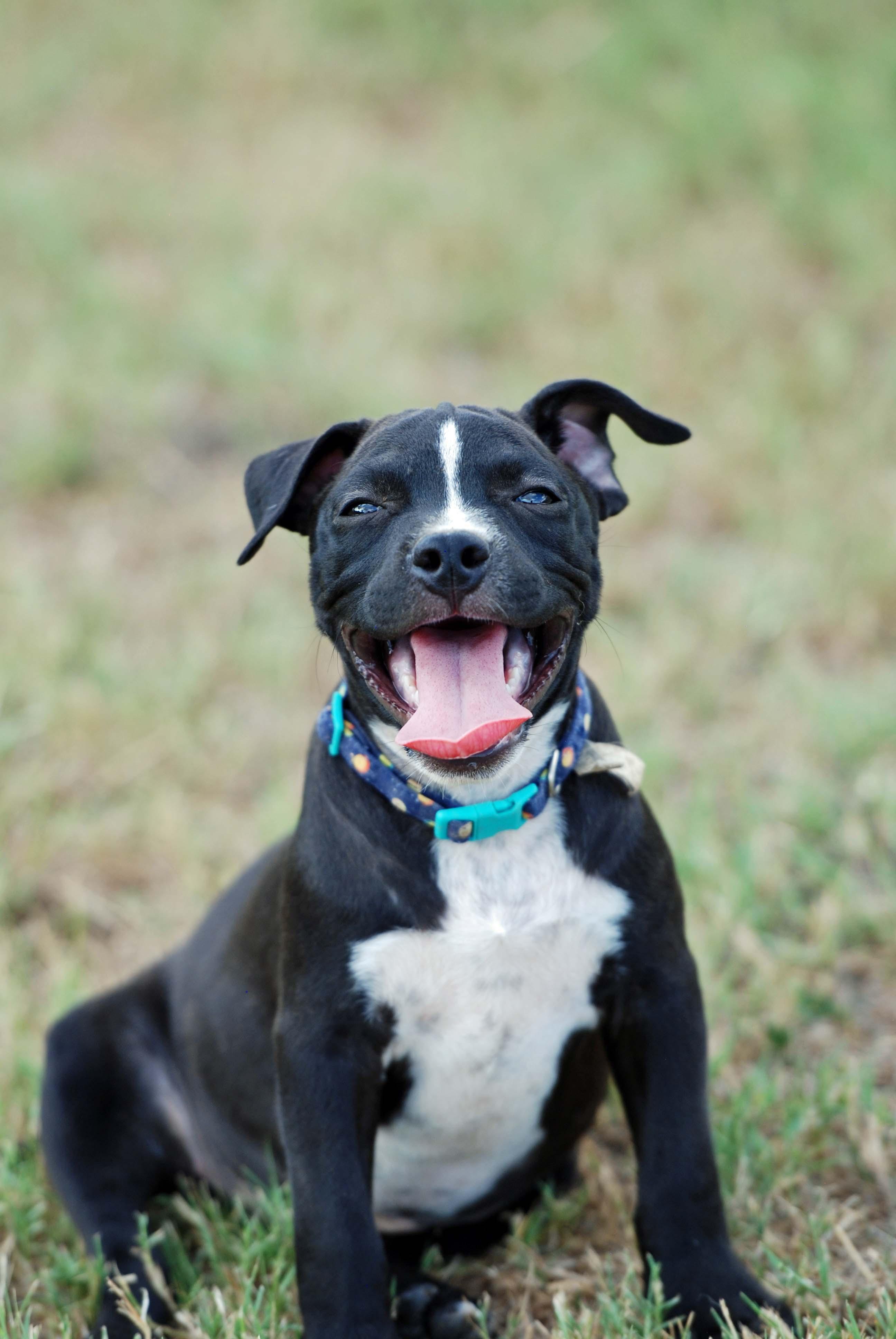 Enlarge Mousse, a Adoptable mixed breed in Madisonville, TX image 1/5