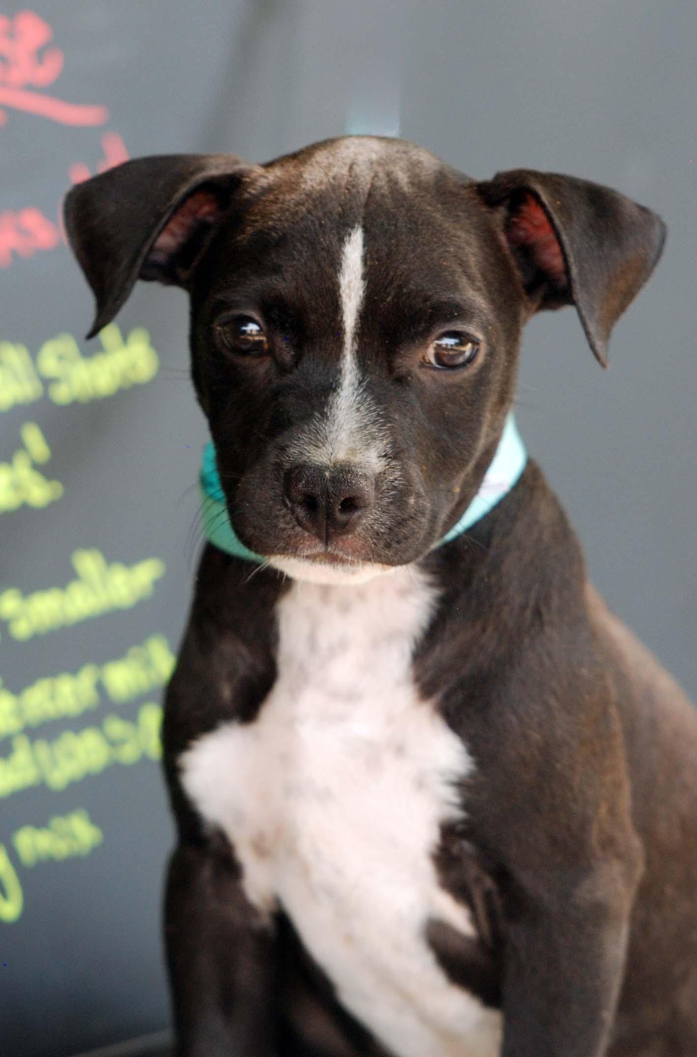 Enlarge Mousse, a Adoptable mixed breed in Madisonville, TX image 5/5