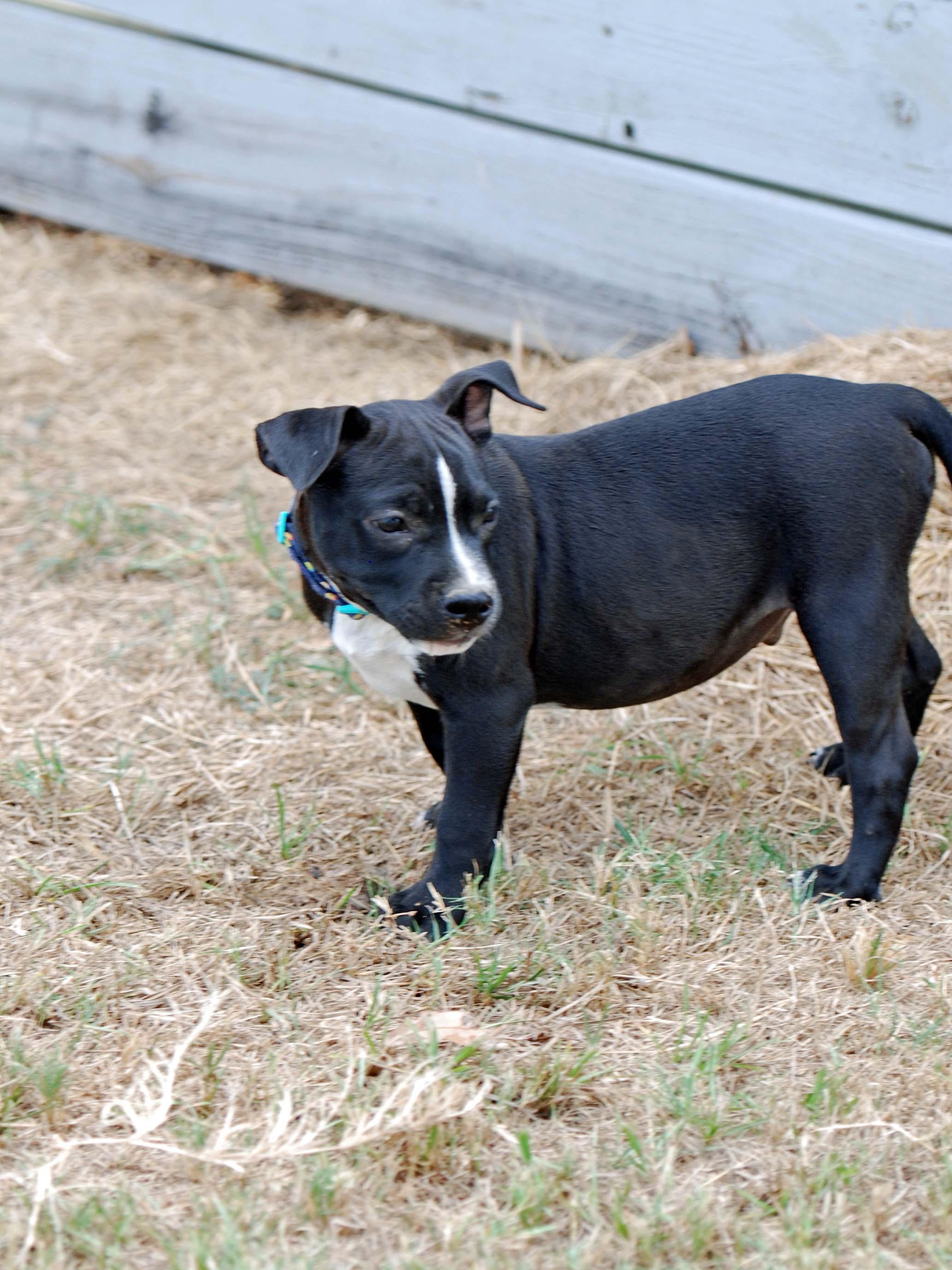 Enlarge Mousse, a Adoptable mixed breed in Madisonville, TX image 2/5