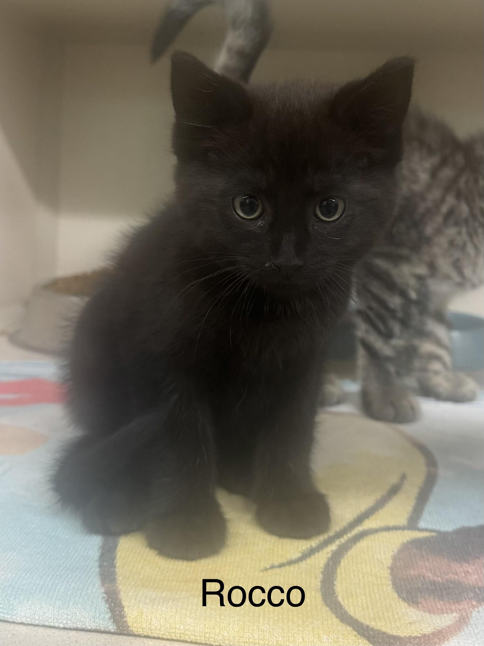 Enlarge Rocco, an adopted Domestic Medium Hair in Ulster, PA image 1/1